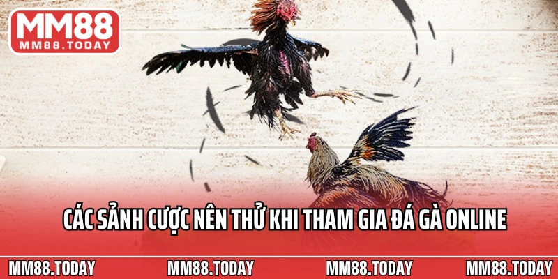 Các sảnh cược nên thử khi tham gia đá gà online